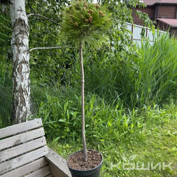 Сосна чорна «Марі Брегон» на штамбі (РА 70)