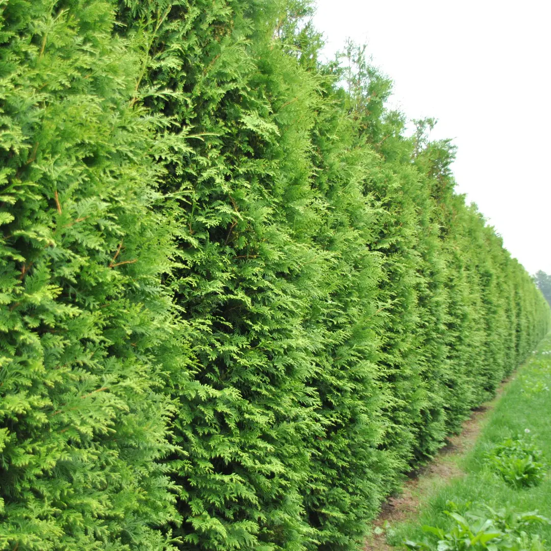 thuja-occidentalis-brabant_1