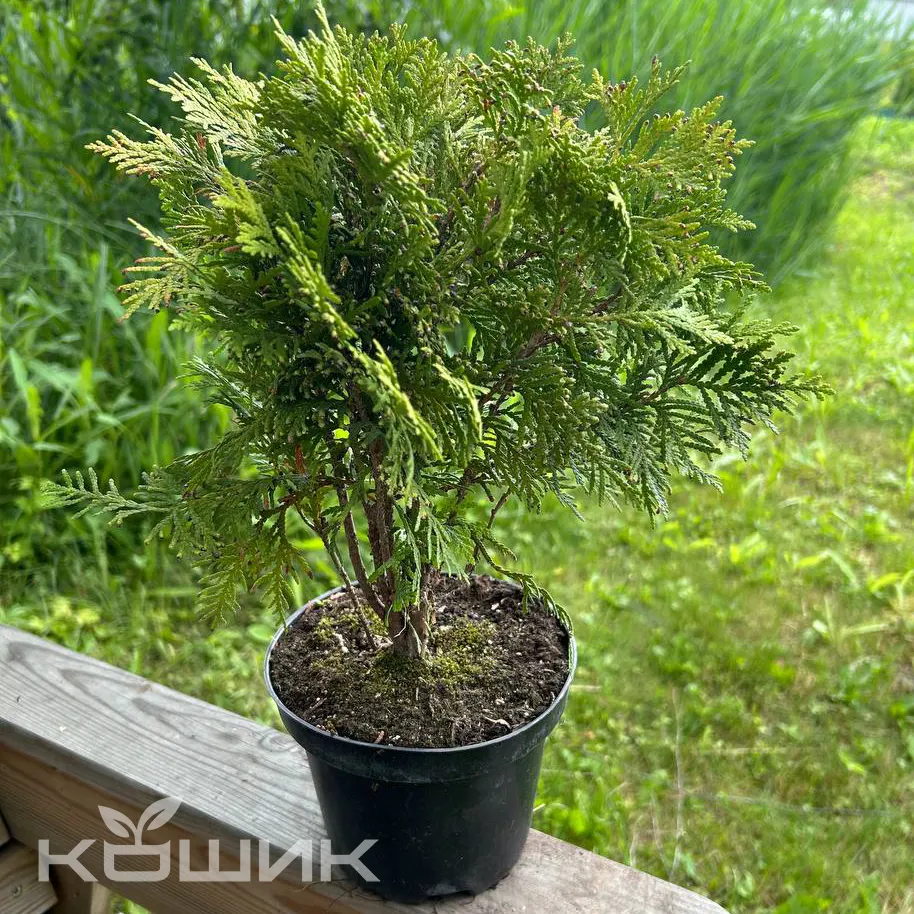 thuja-occidentalis-danica_1