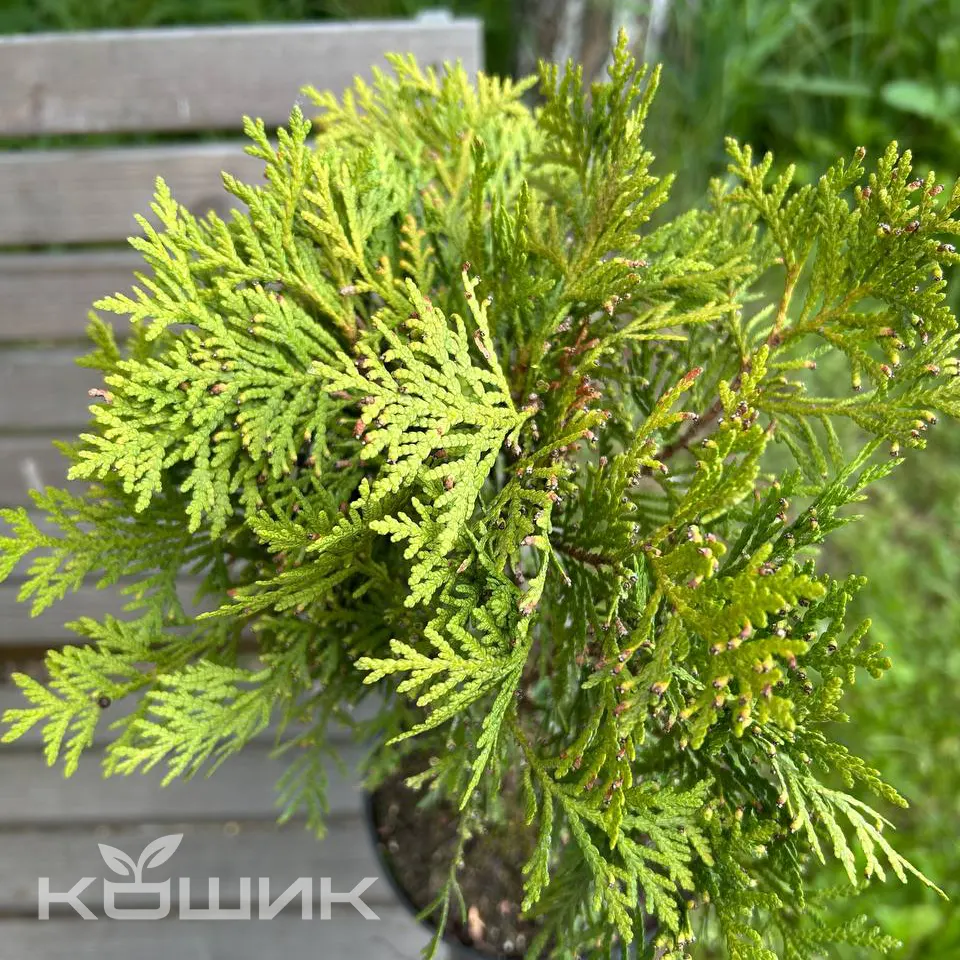 thuja-occidentalis-danica_2