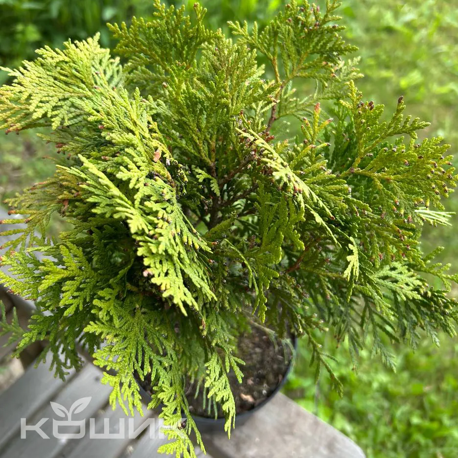 thuja-occidentalis-danica_3