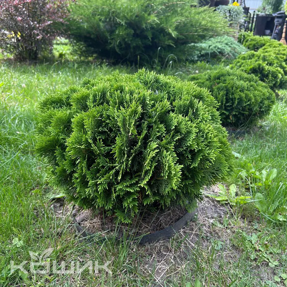 thuja-occidentalis-danica_4