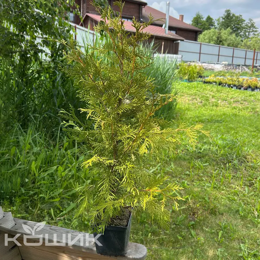 thuja-occidentalis-europe-gold_1