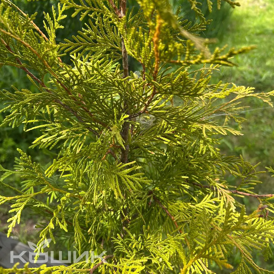 thuja-occidentalis-europe-gold_2