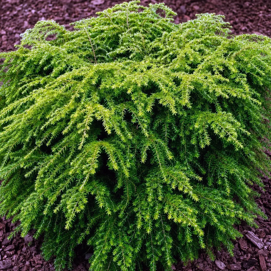 tsuga