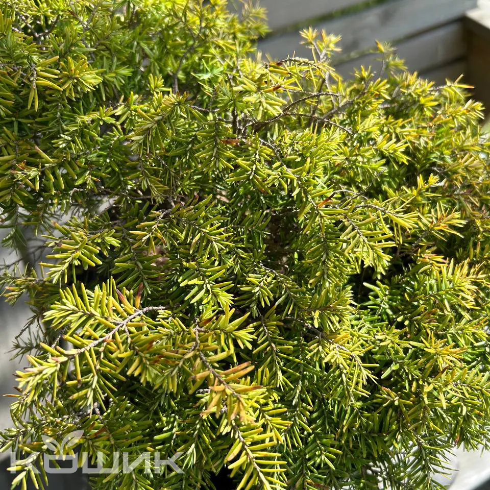 tsuga_1