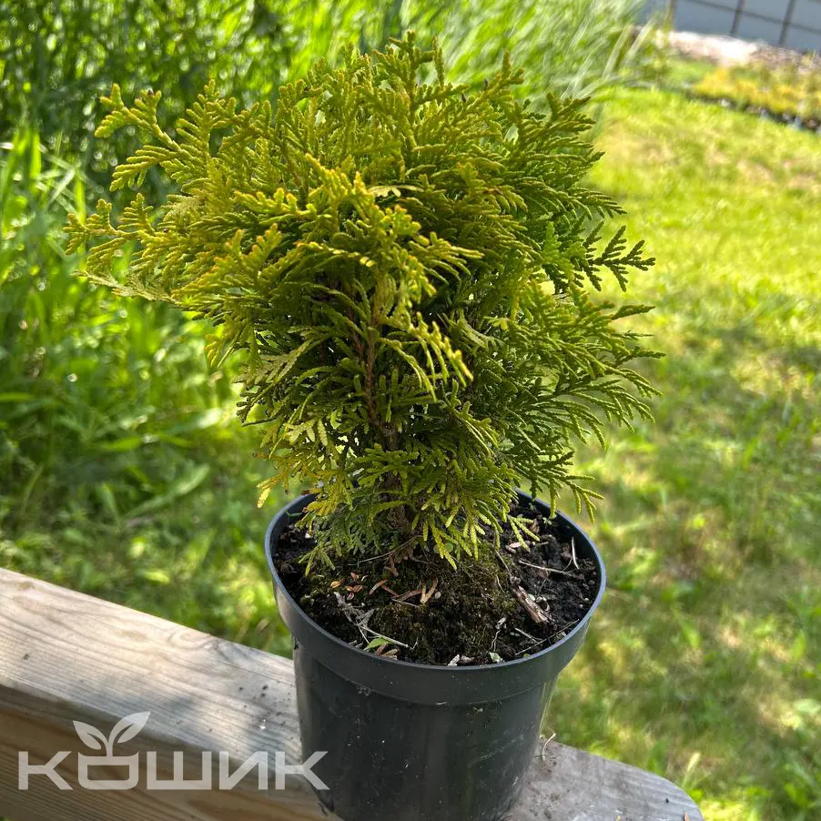 tuia-zakhidna-danika-aurea_1
