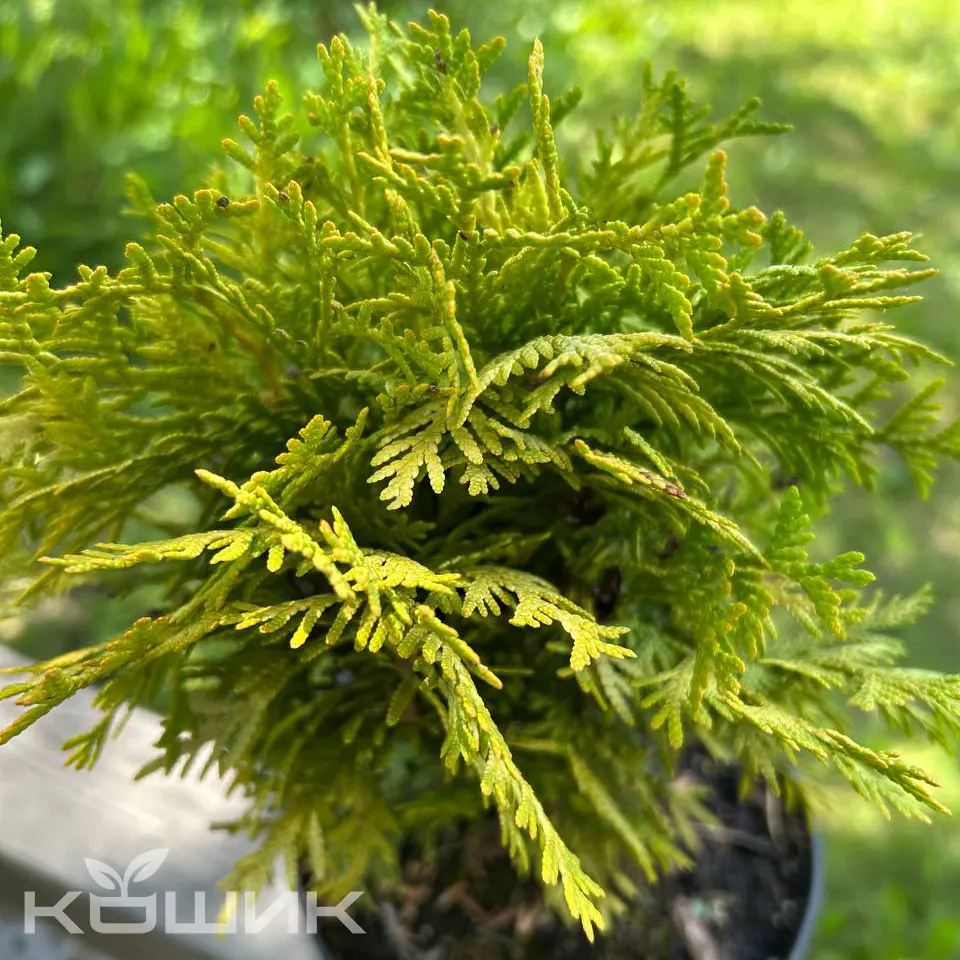 tuia-zakhidna-danika-aurea_2